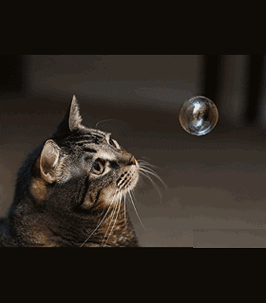 мыльные-и-кот