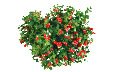 -fruit-cranberries-3