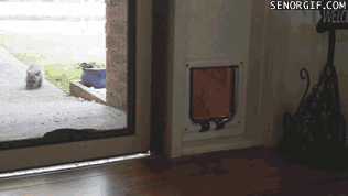 гифки-вомбат-живность-933736