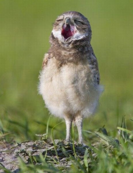 planeta_zhivotnyx_readmas.ru_24