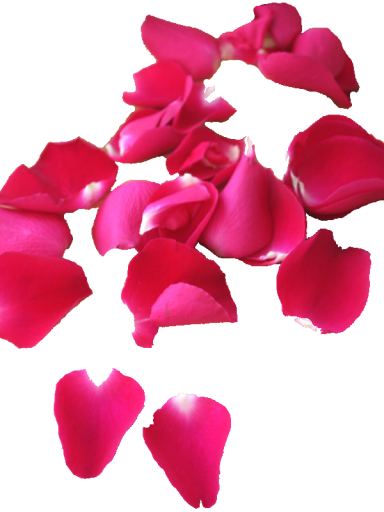 a-rose_petals-2