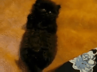 gifkikotyonokzhivnostmilota940209_yapfiles.ru