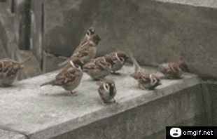 загружено (3)