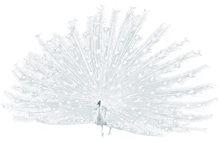 61788960_WhitePeacock_AS