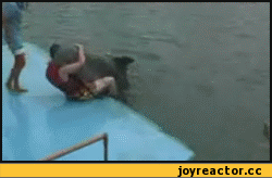 гифки-дельфин-ебля-половая-(секс)-песочница-54389