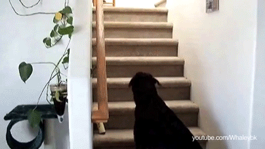 кот-живность-собака-передумал-979528