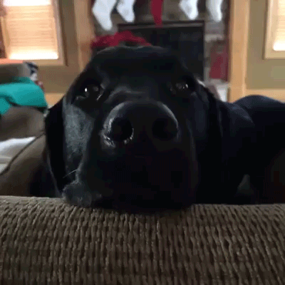 gifs_20