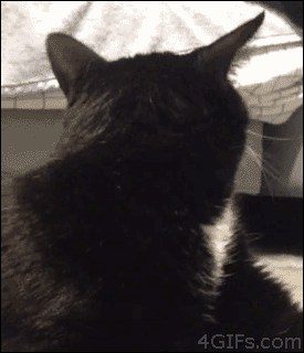 tumblr_mtysqok1AH1qdlh1io1_400