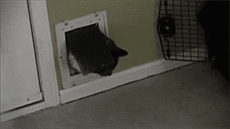 Кошки очень любопытны, игривы с превосходным умением владеть своим телом, координацией движений..