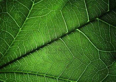 12774192-plant-texture-background-for-different-uses