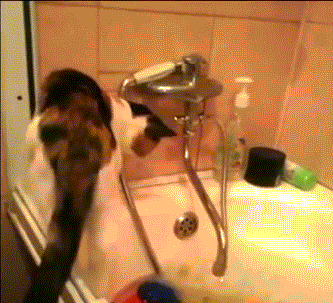 гифки-любопытство-ванная-999156