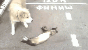 кот