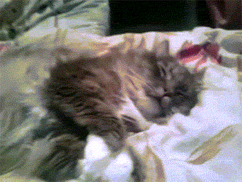 гифки-спит-мило-котэ-1000288