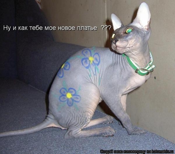 108213631_cb111dca9f64565bfa894563026f98a4_96636