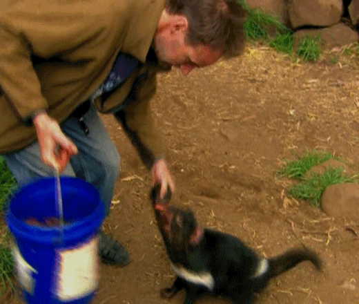 гифки-живность-тасманский-дьявол-мёртвая-хватка-1011906