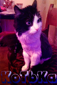 KoTbKa