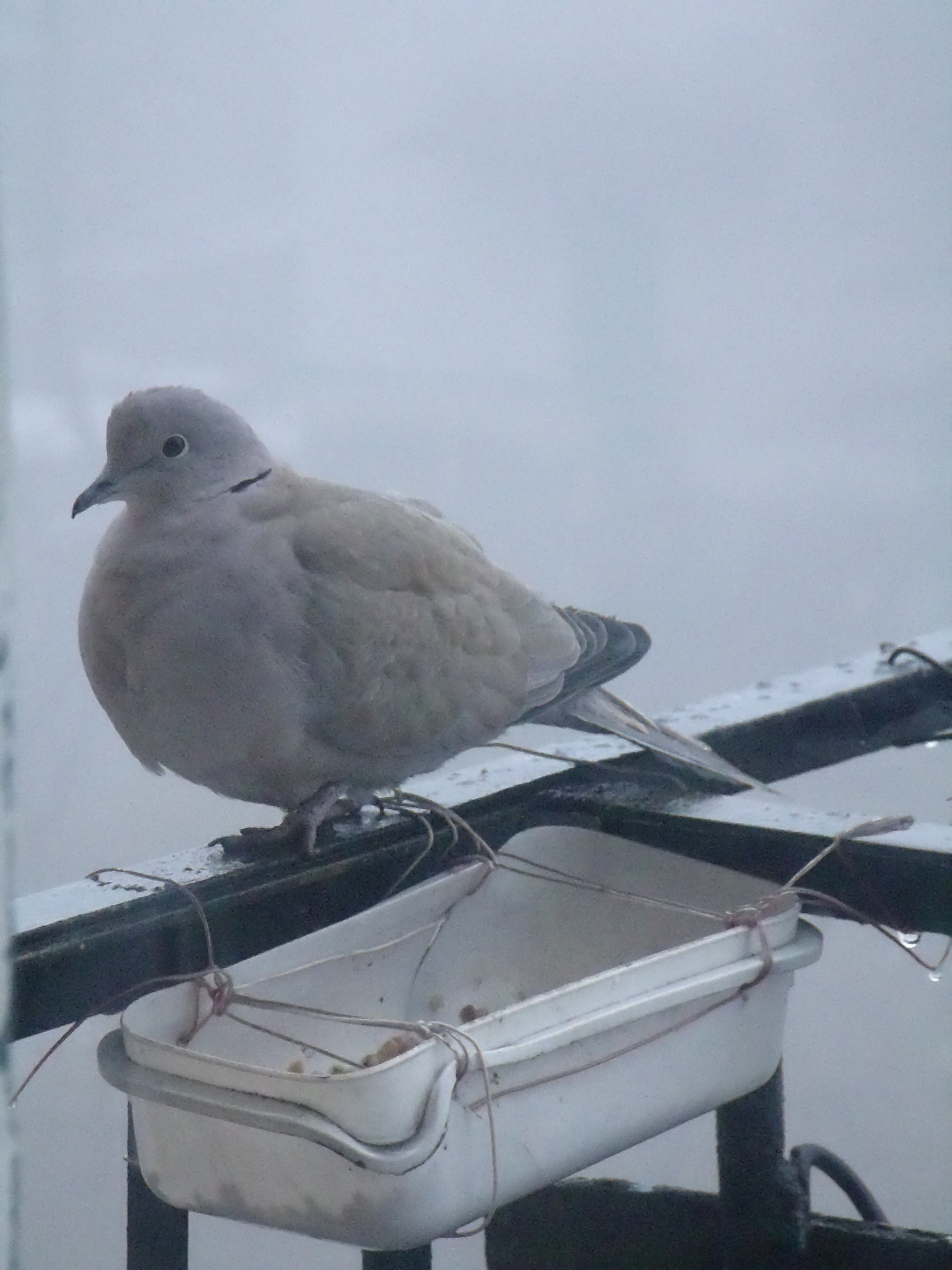 Вот такой гость в кормушке 2