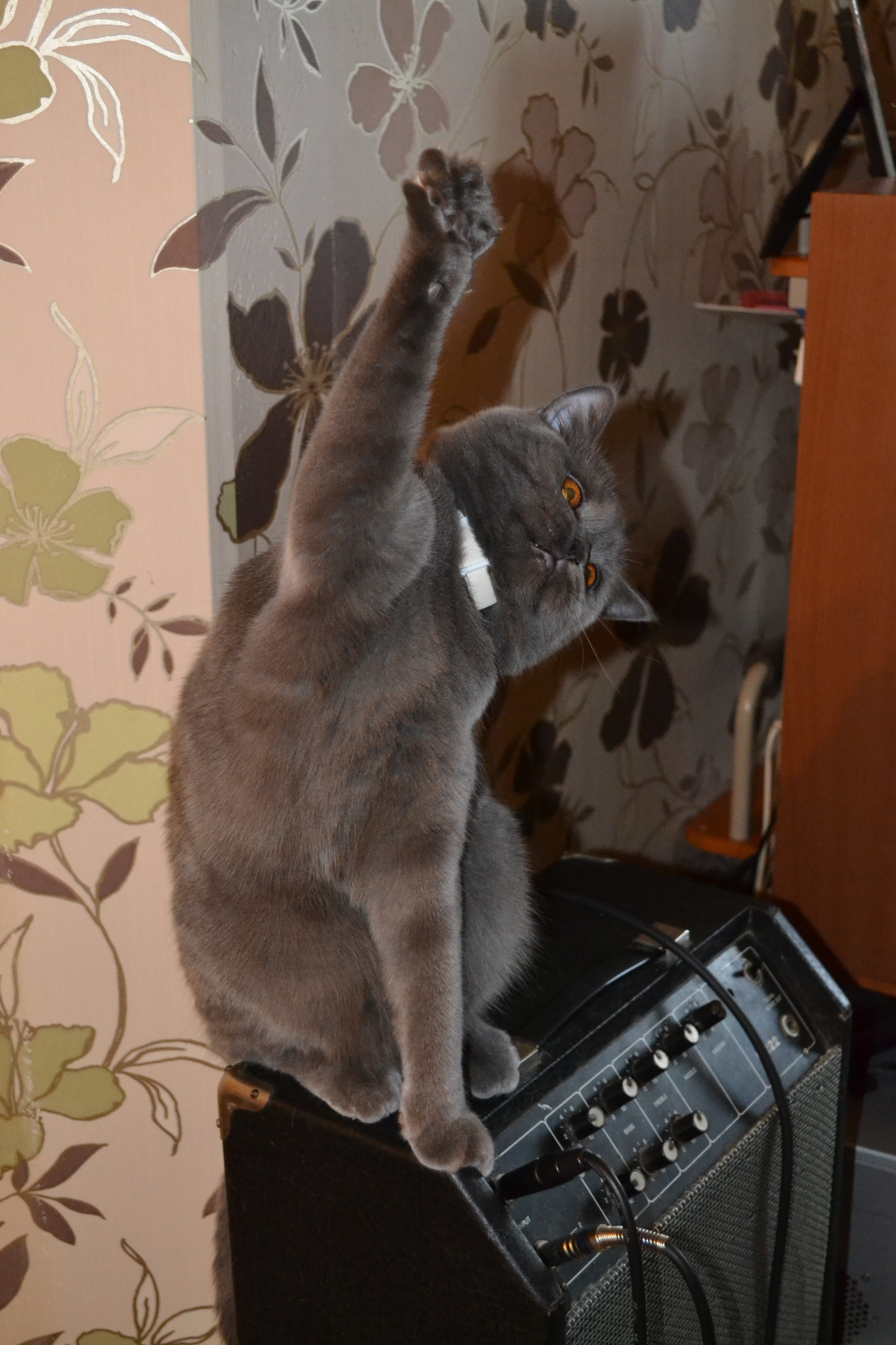 Hi Peopels from Bulka