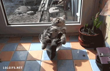 кот балдежник