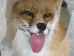 yazyk-lisa-lizun-fox-367115