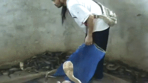 Плохая змея