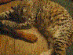 1389176861_1599165836