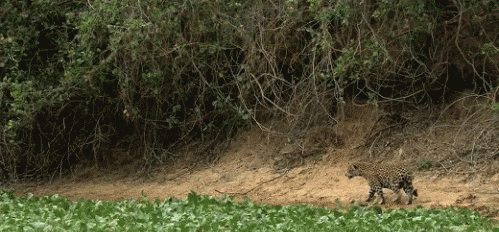 живность-песочница-гифки-1033802