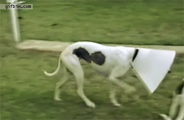 dogs