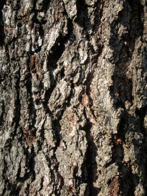 stock__tree_bark_texture_by_soulaura777-d374yng