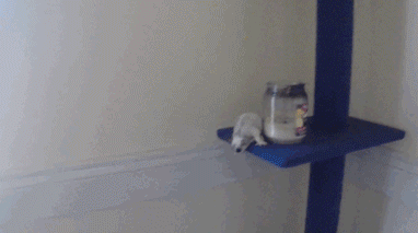 1390613065_1378397209