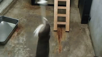 гифки-выдры-party-hard-1048681