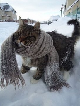 108981608_getImage__5_