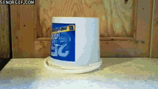 гифки-котэ-живность-неуязвимость-1055973