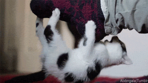 tumblr_n053c1n9aJ1qbxi45o1_500