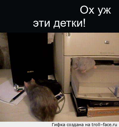 gif-крыса-живность-1056693