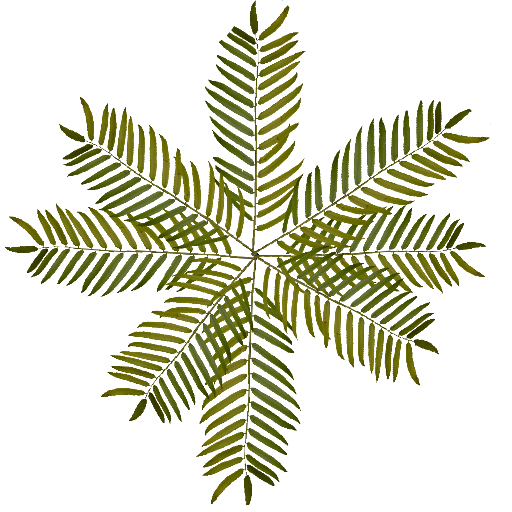 куст5556