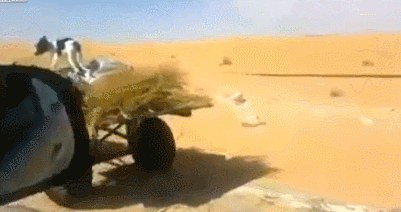 гифки-собакен-живность-1063524