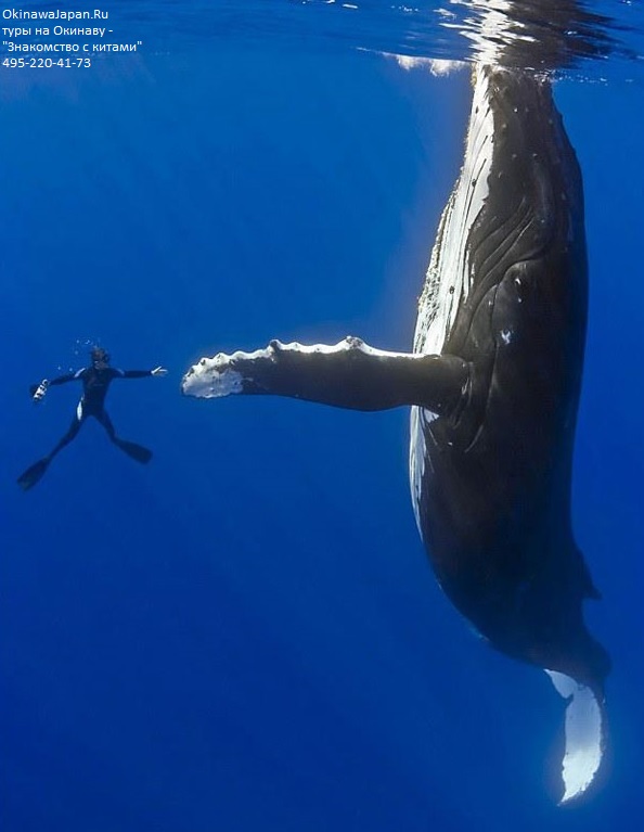Тур - знакомство с горбатыми китами Окинавы