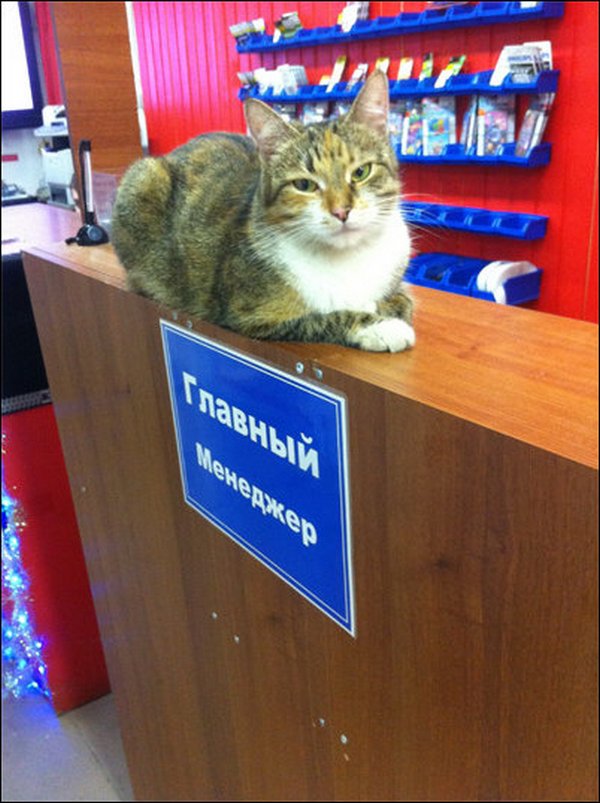 1390330228_marazmiki-22