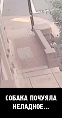 Собакаспасака