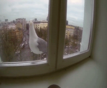 гифки-живность-чайка-кушать-хочется-1083166