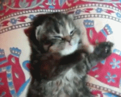 gif-cats-deleted-725691