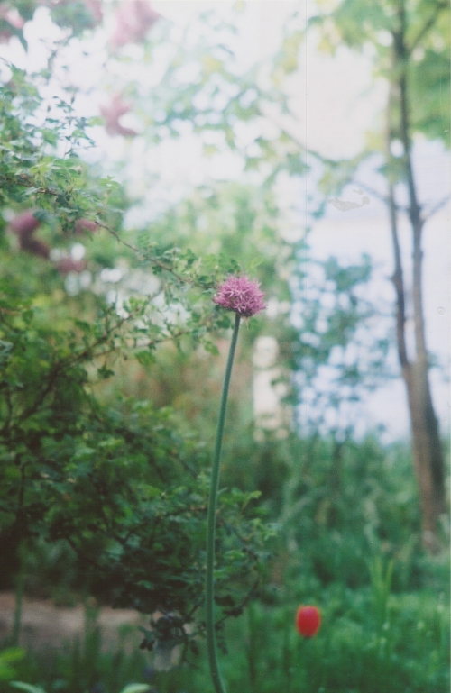 МОНИНГ КАМС