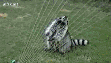 1351090281_gifs_07