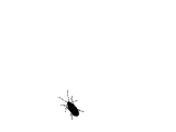 cockroach6lkvp7