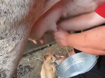 1364638779_1622800285