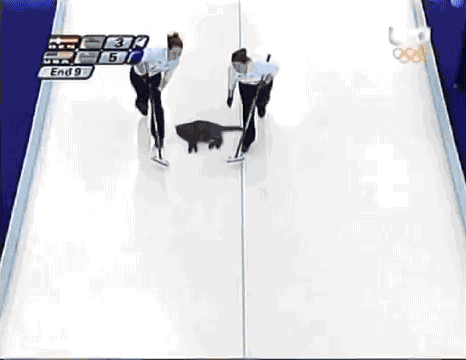 curling_cat