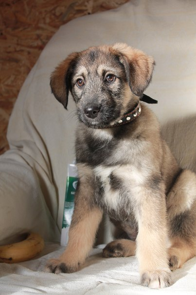 110542073_large_CHester