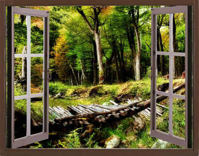 окно в лес2