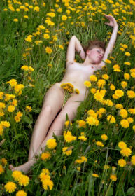 луговые цветы